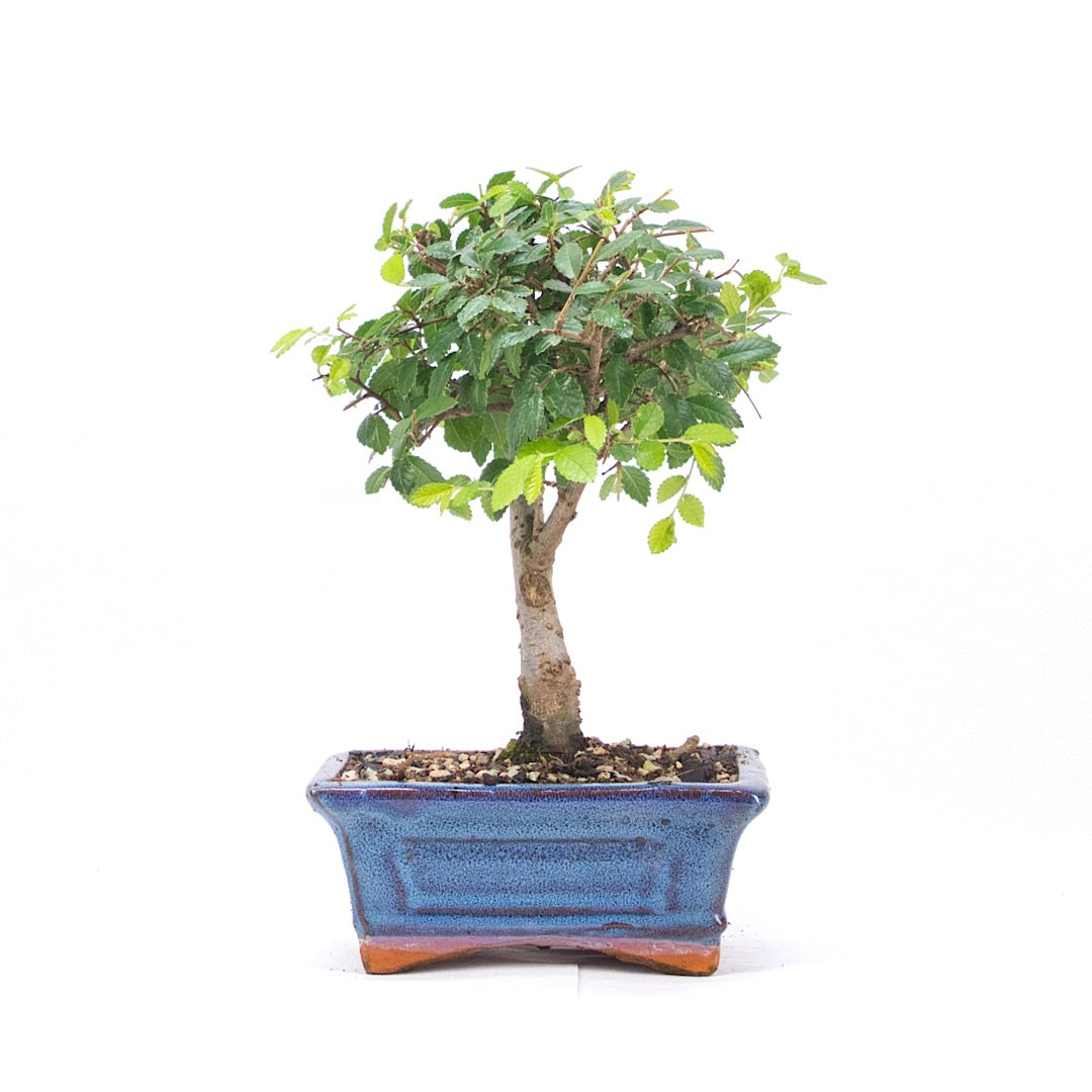 Chinesische Ulme 'Zelkova parvifolia'